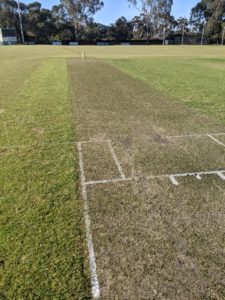 WA Scammell turf wicket